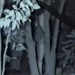 Thumbnail of post image 050